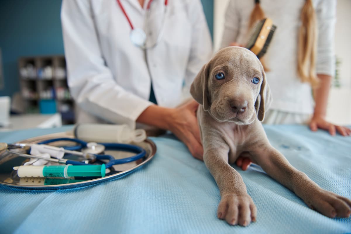 cachorro filhote no veterinário