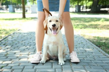 cachorro passeando