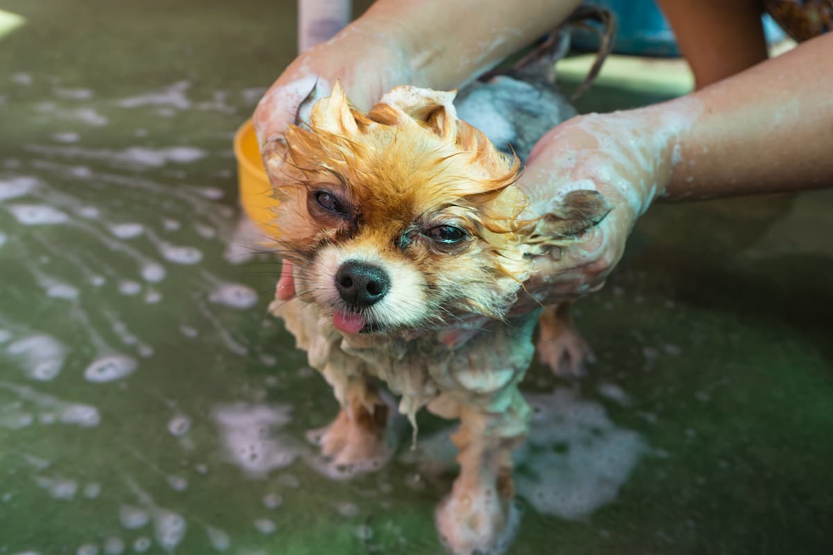 cachorro tomando banho