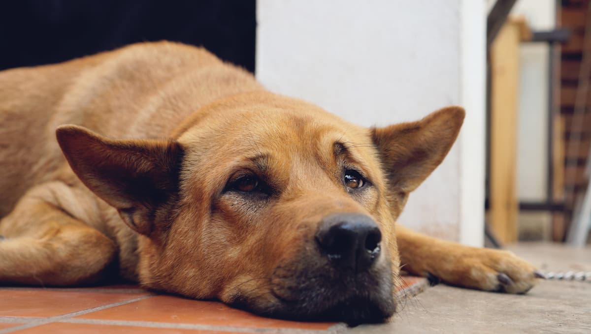 cachorro triste deitado