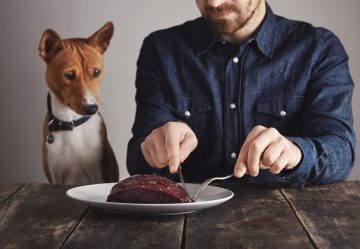 cachorro vendo homem comer carne