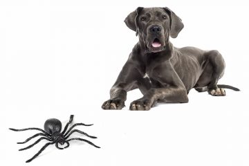 cane corso e aranha