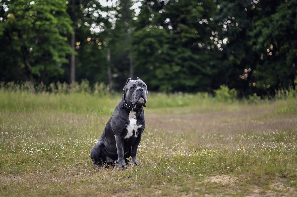 cane corso cinza