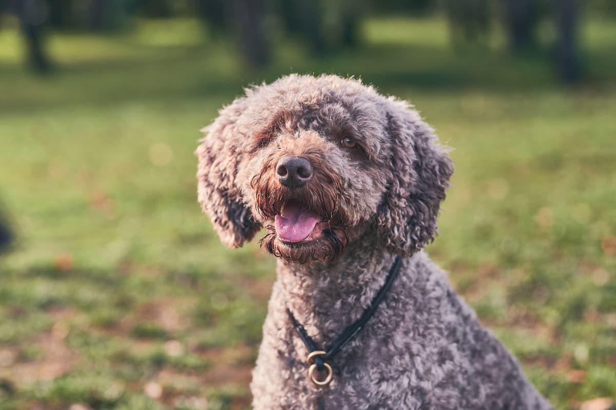 cão d'água espanhol