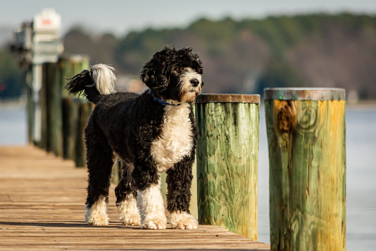 cão d'agua portugues