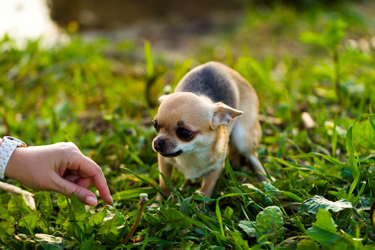 chihuahua com medo