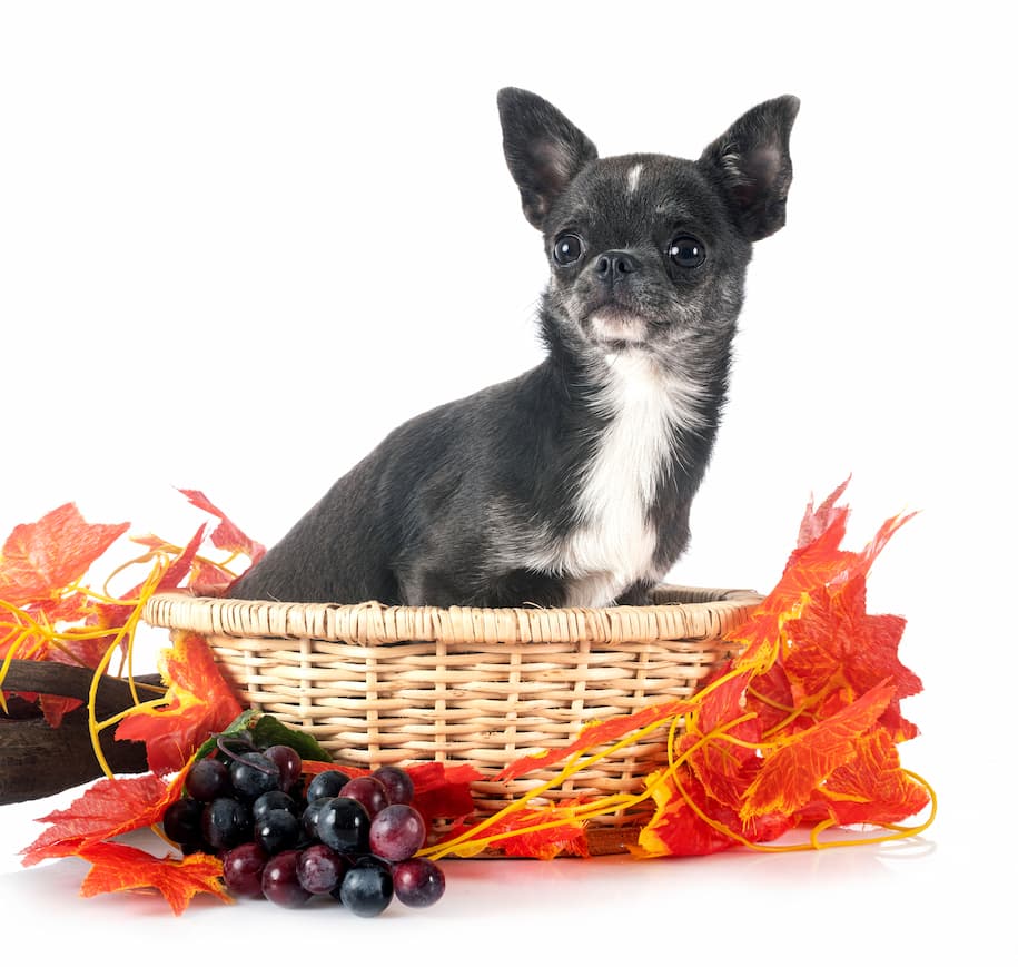 chihuahua com uvas