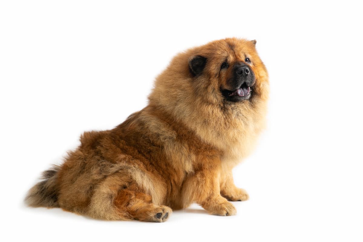chow chow sentado
