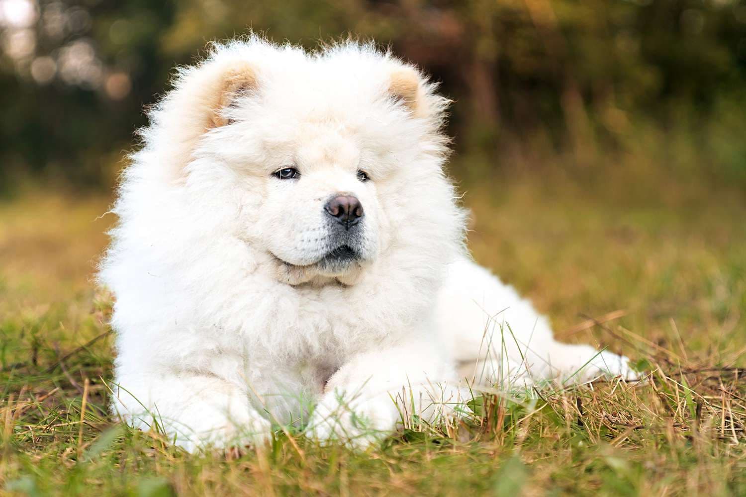 Chow chow