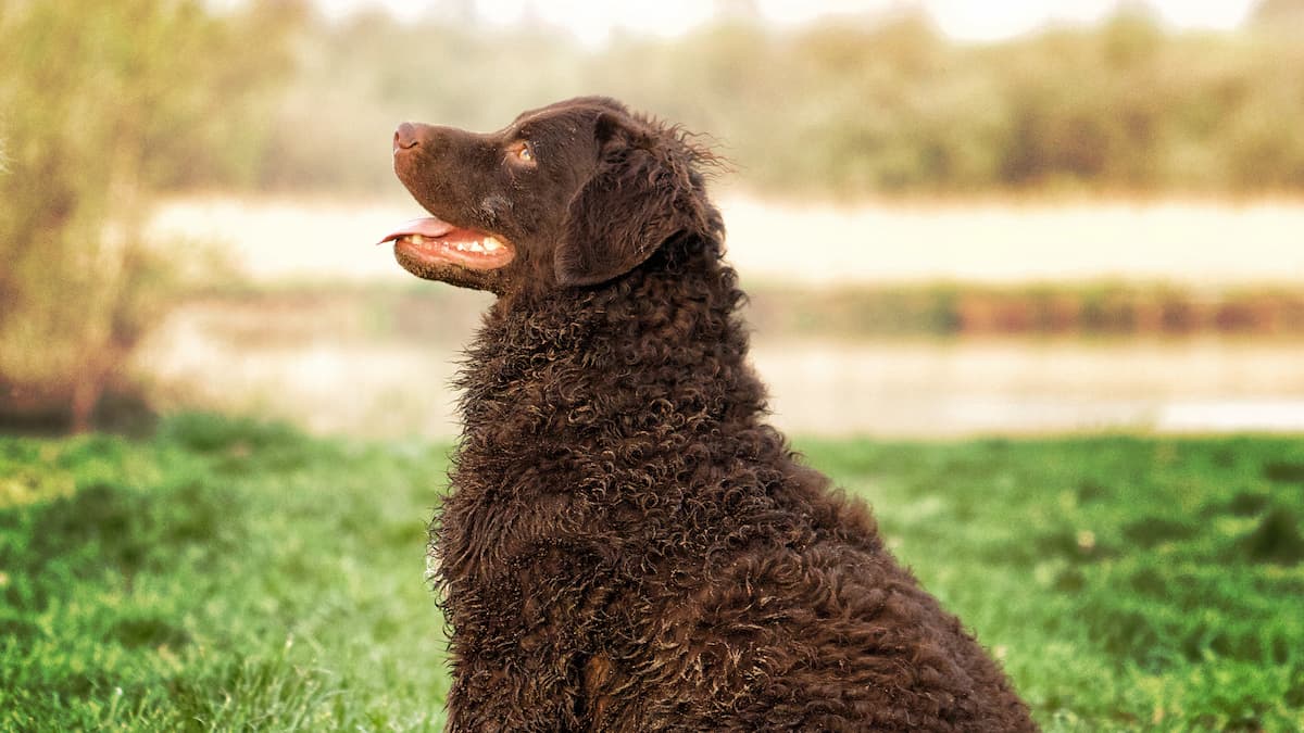 curly coated retriever