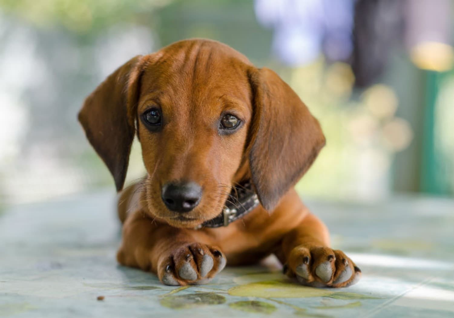 Dachshund