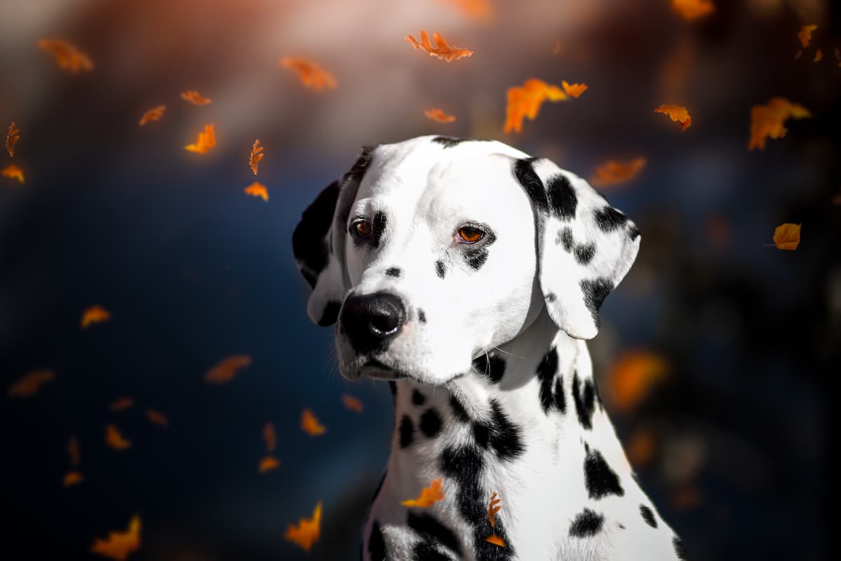 dalmata