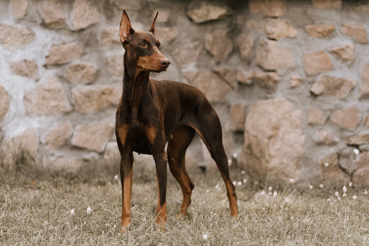 doberman marrom