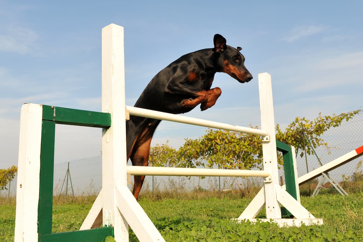 doberman pulando obstáculo