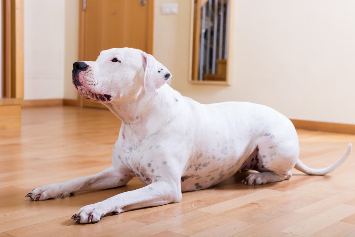 dogo argentino deitado