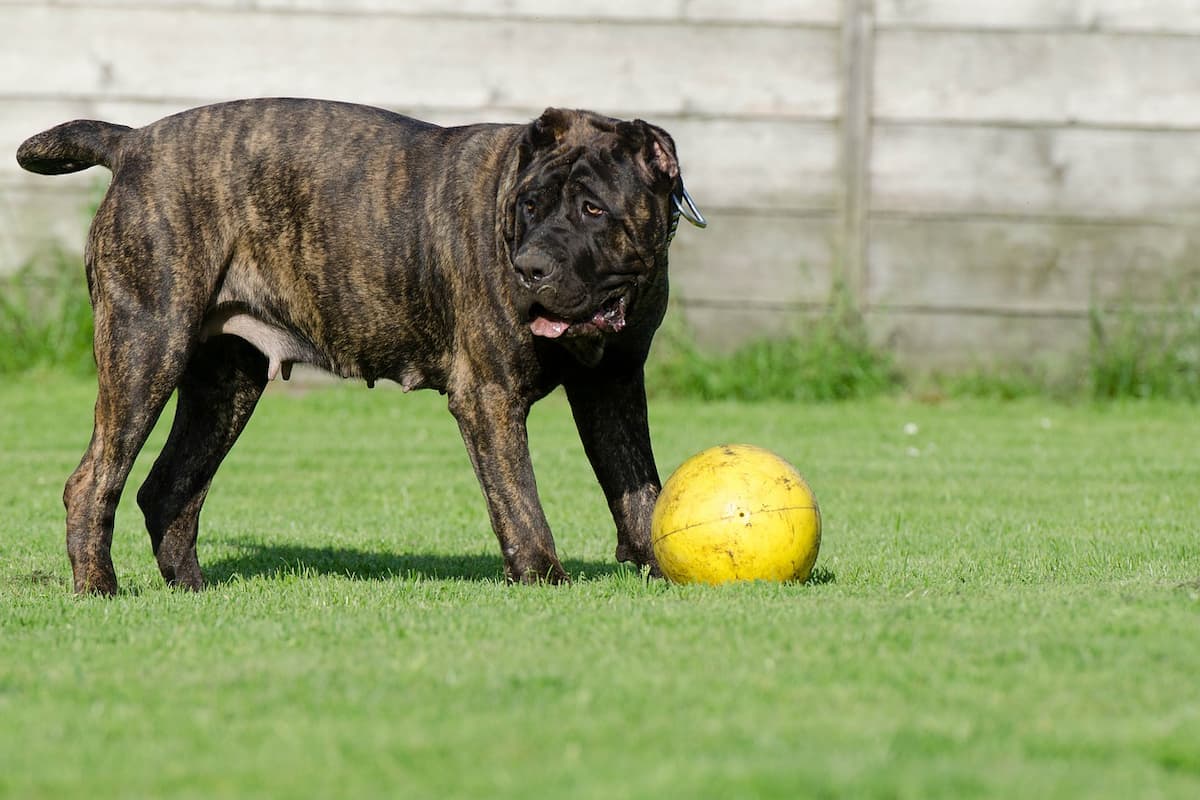 dogue canário na grama com a bola