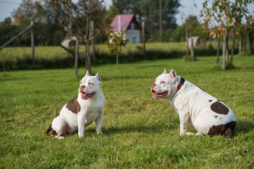 dois american bully na grama