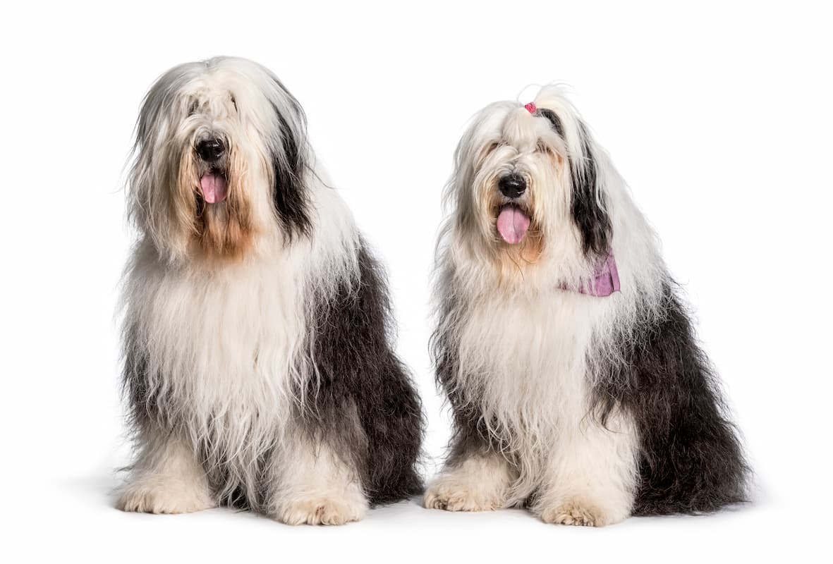 Raças de cachorro: Old English Sheepdog (Bobtail), Artigos