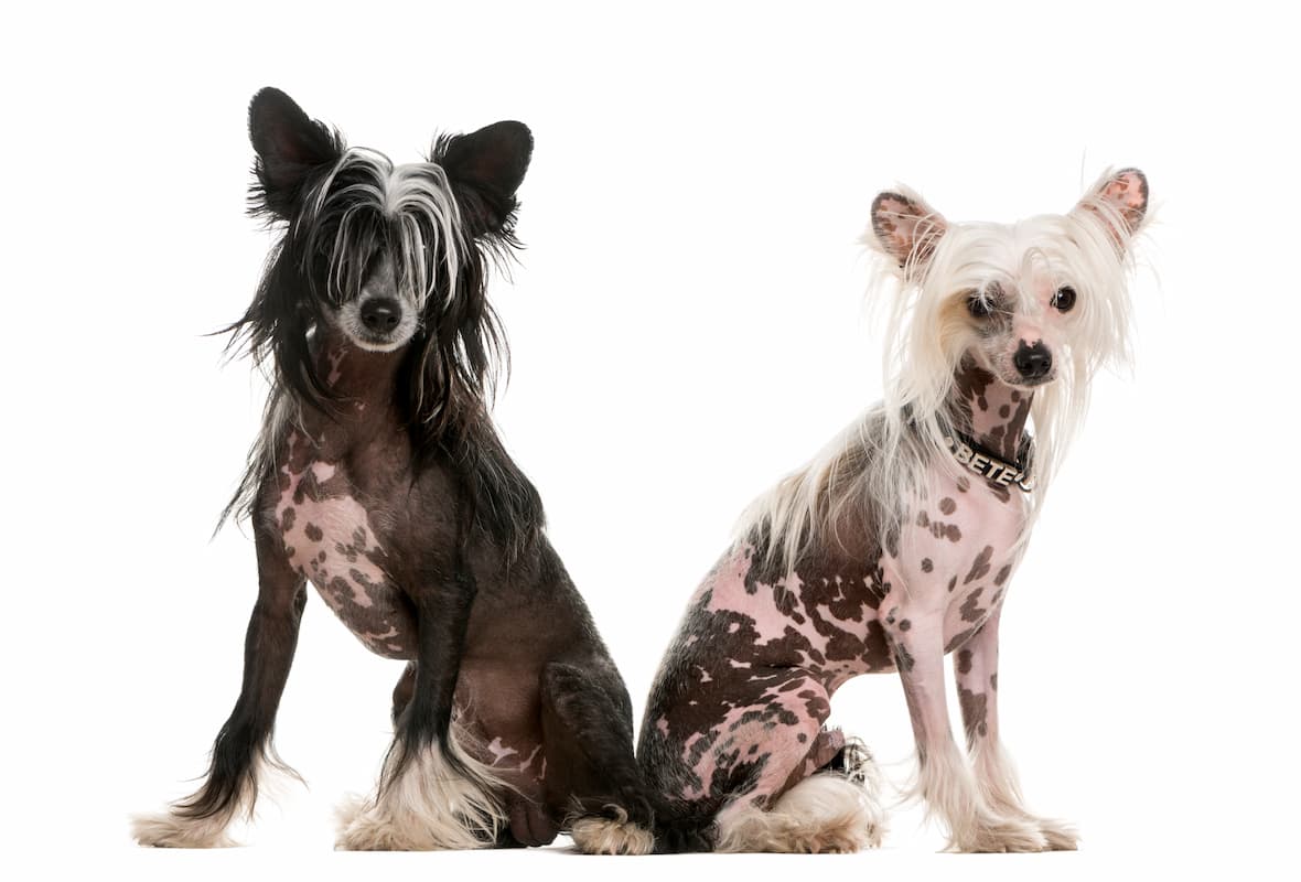dois cão de crista chinês