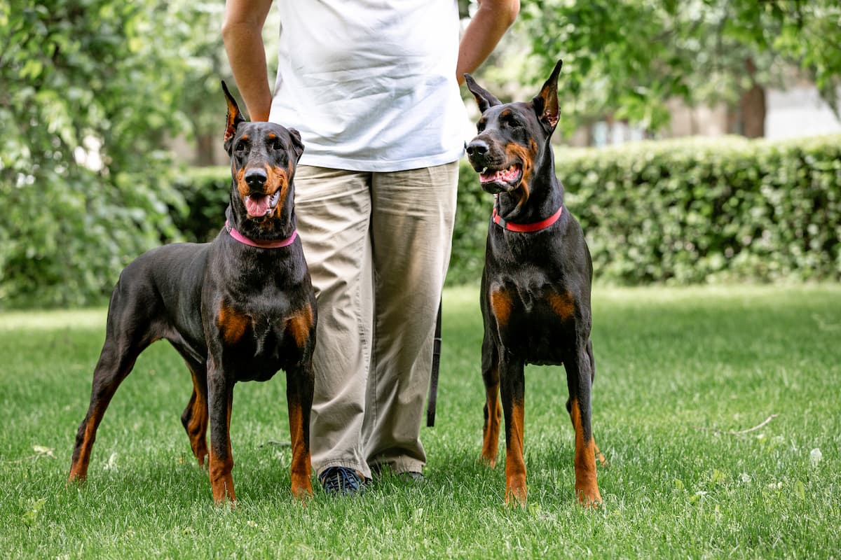 dois doberman com tutor na grama