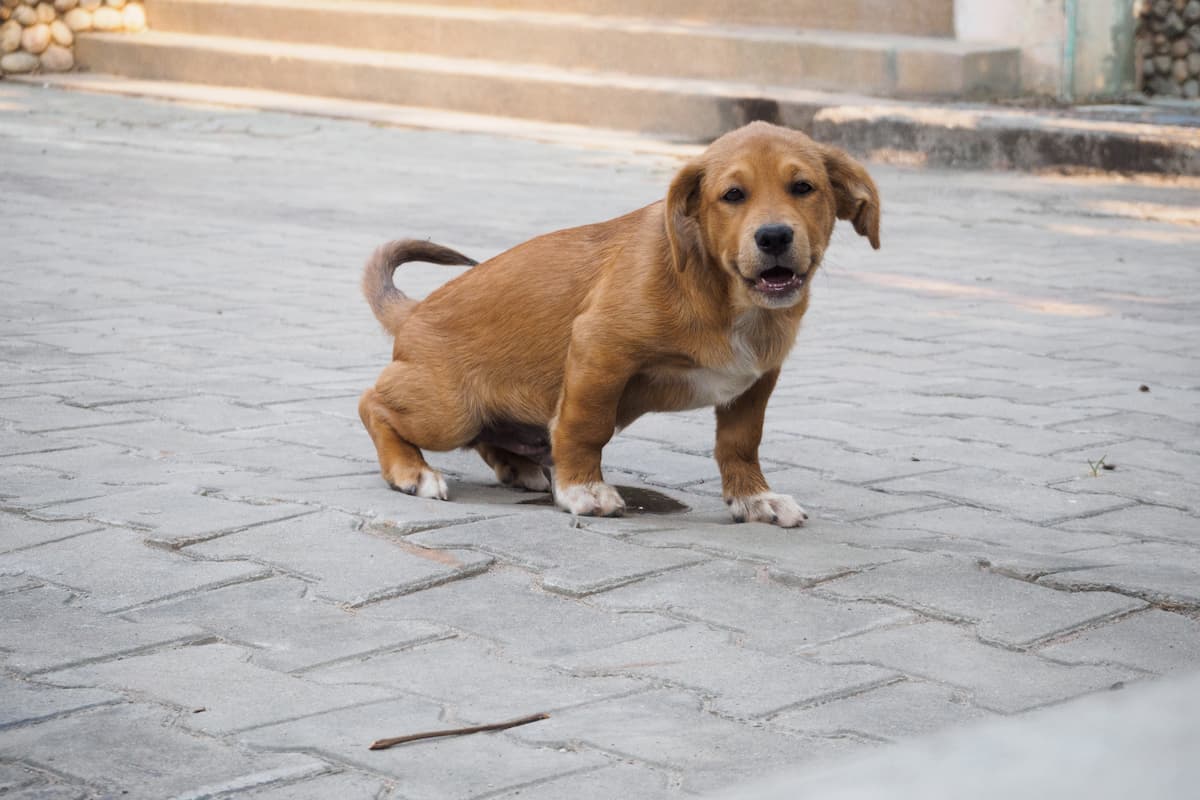 filhote de cachorro fazendo xixi