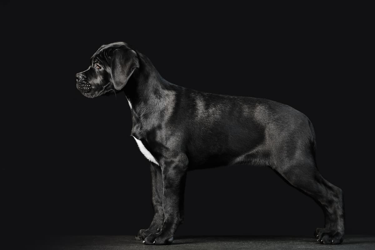 filhote de cane corso preto