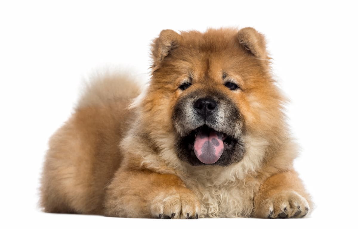 filhote de chow chow