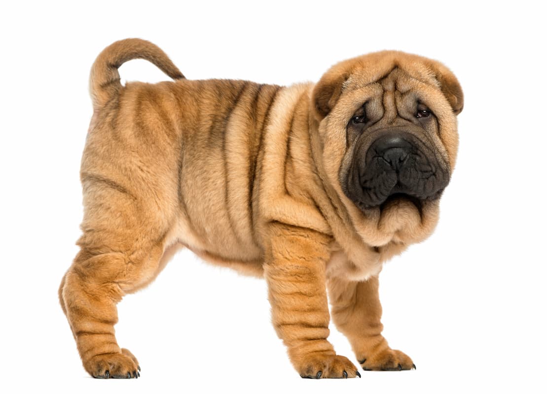 filhote de shar pei