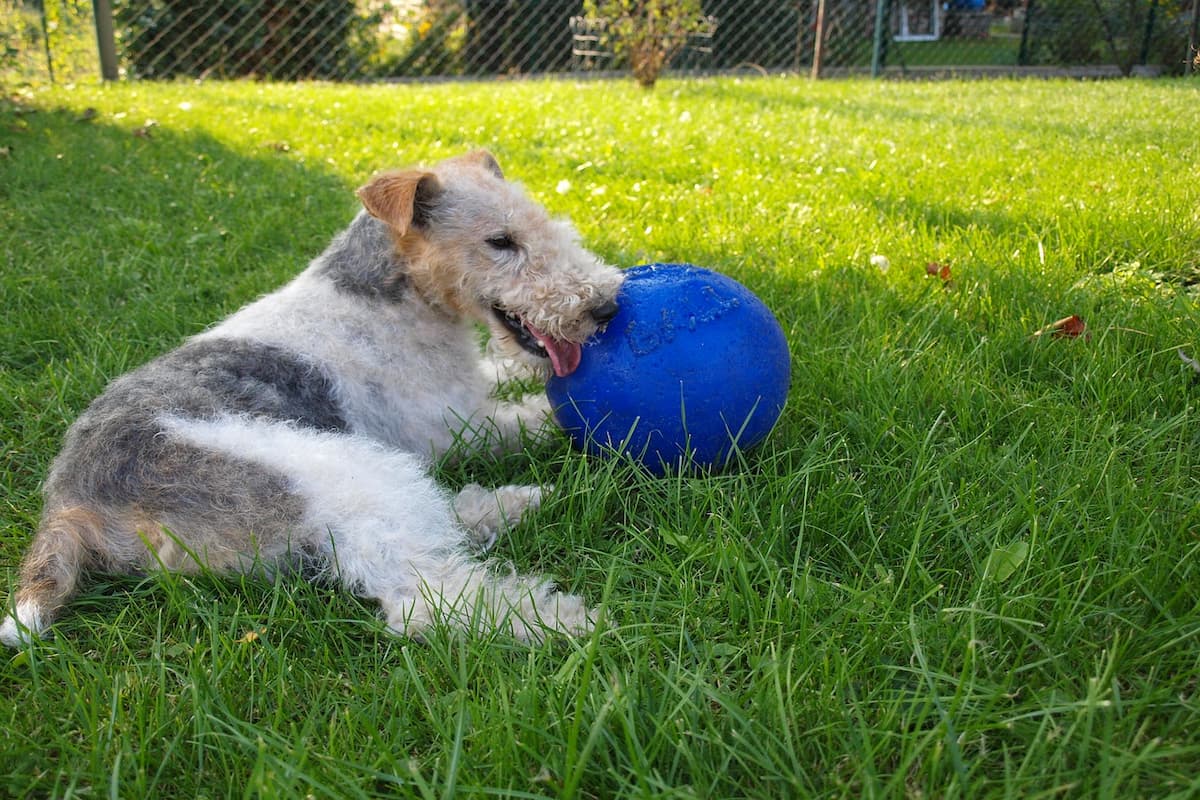 fox terrier deitado com a bola