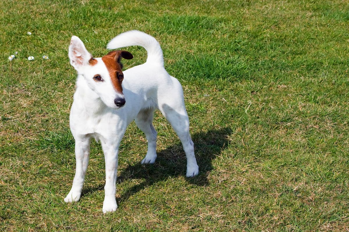 fox terrier pelo liso