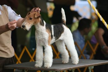 fox terrier pelo ondulado