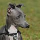 galgo italiano cinza
