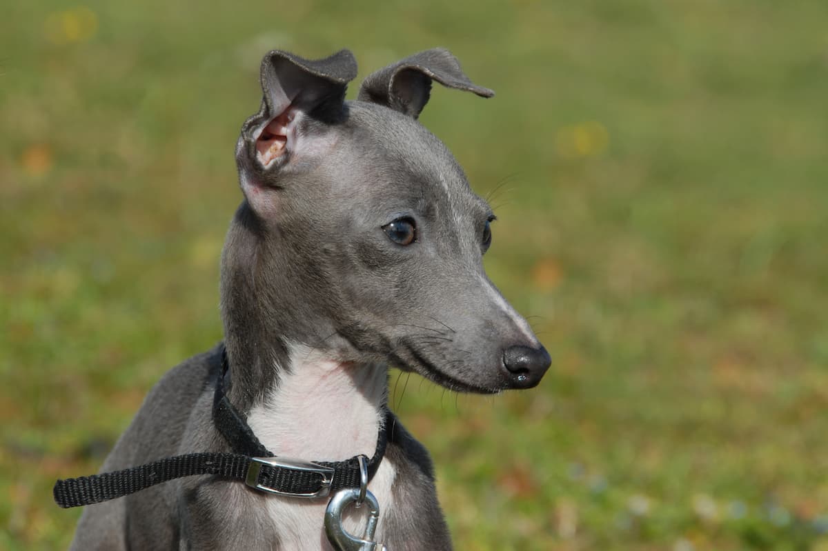 galgo italiano cinza