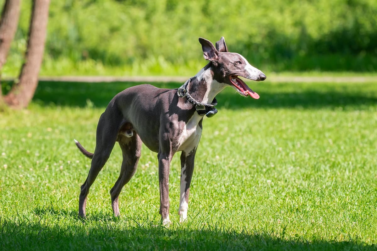 galgo italiano na grama