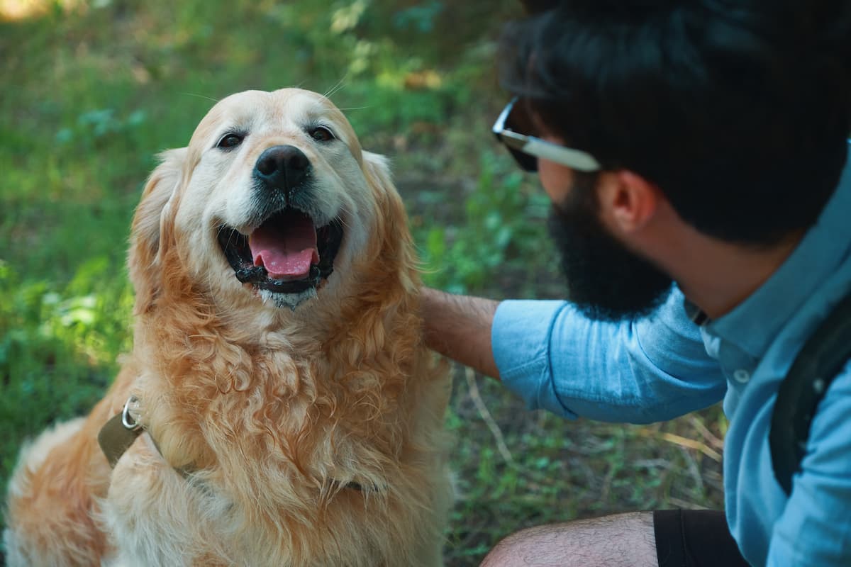 golden no mato com tutor