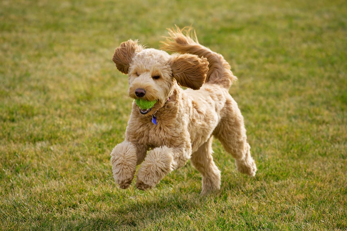 goldendoodle correndo com a bolinha na boca