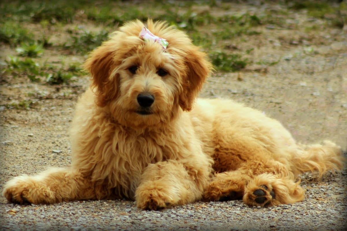 goldendoodle femea