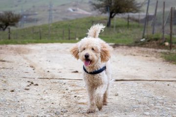 goldendoodle passeando