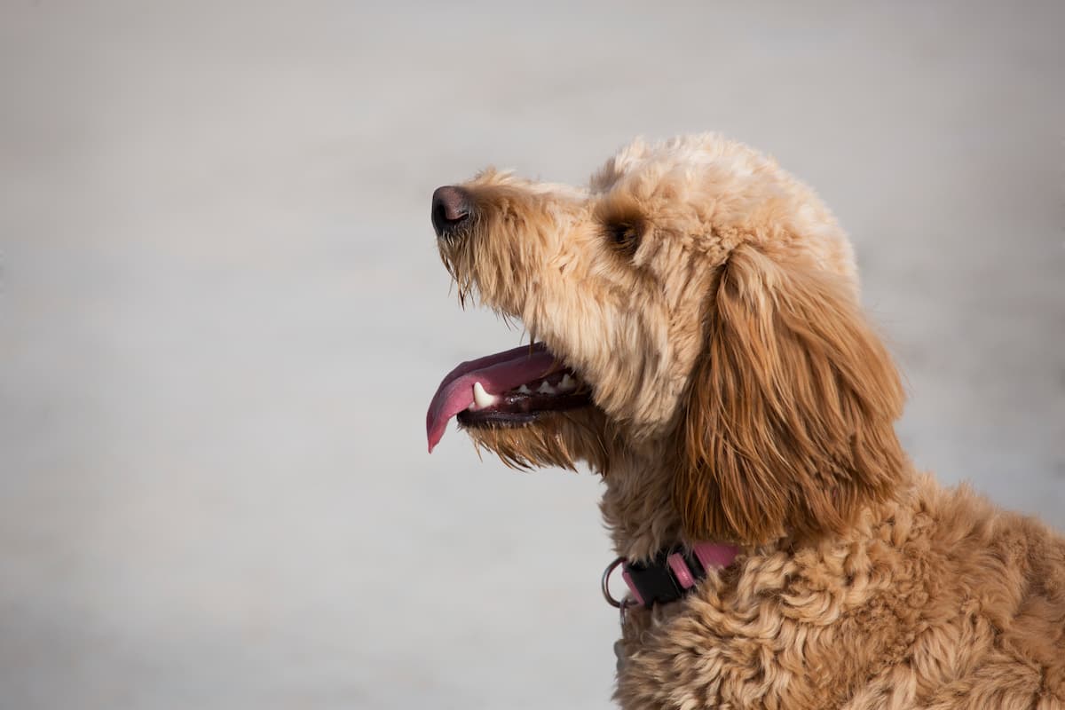 goldendoodle