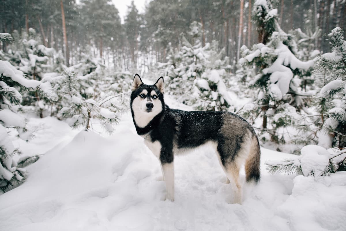 husky na neve