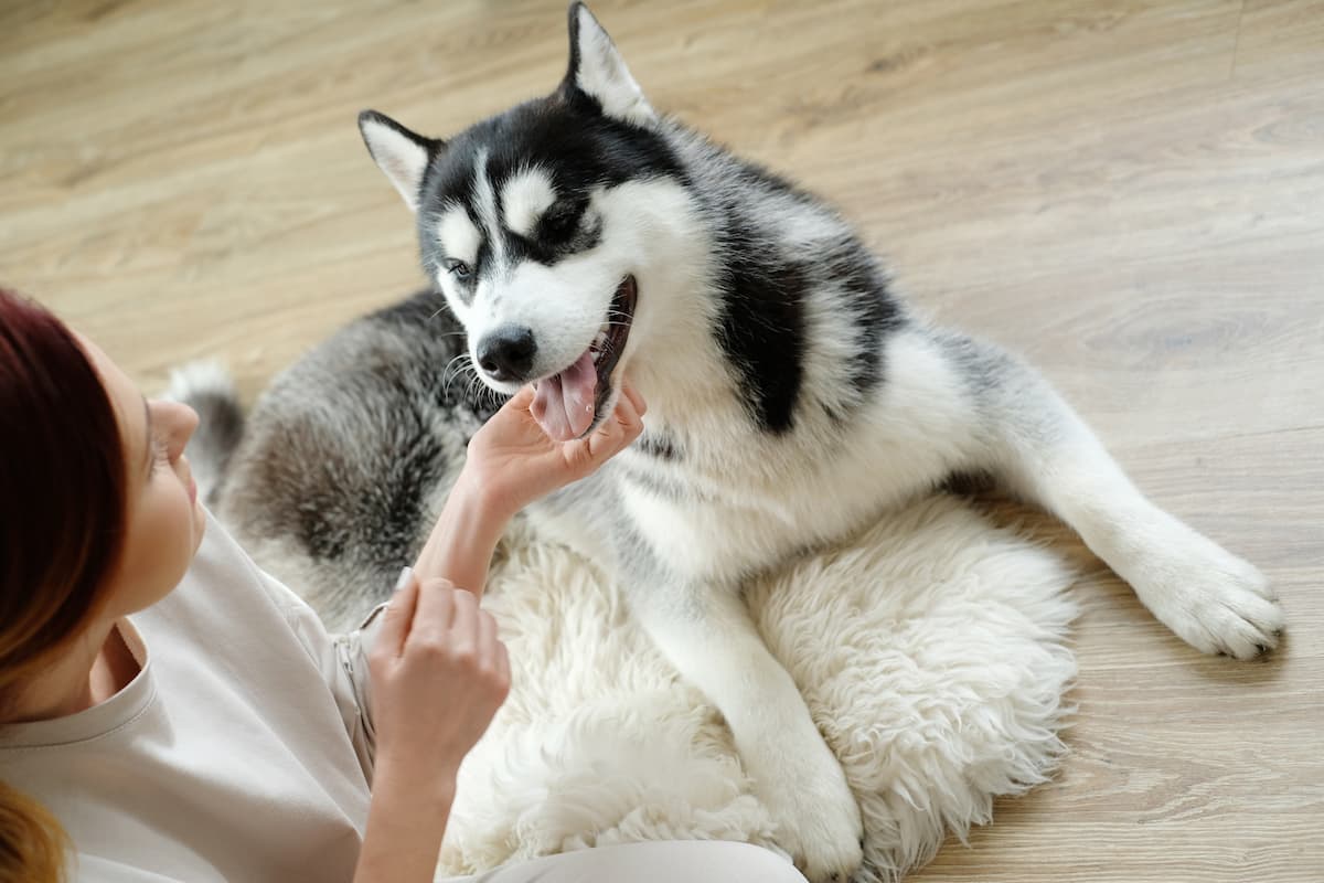 husky recebendo carinho da tutora