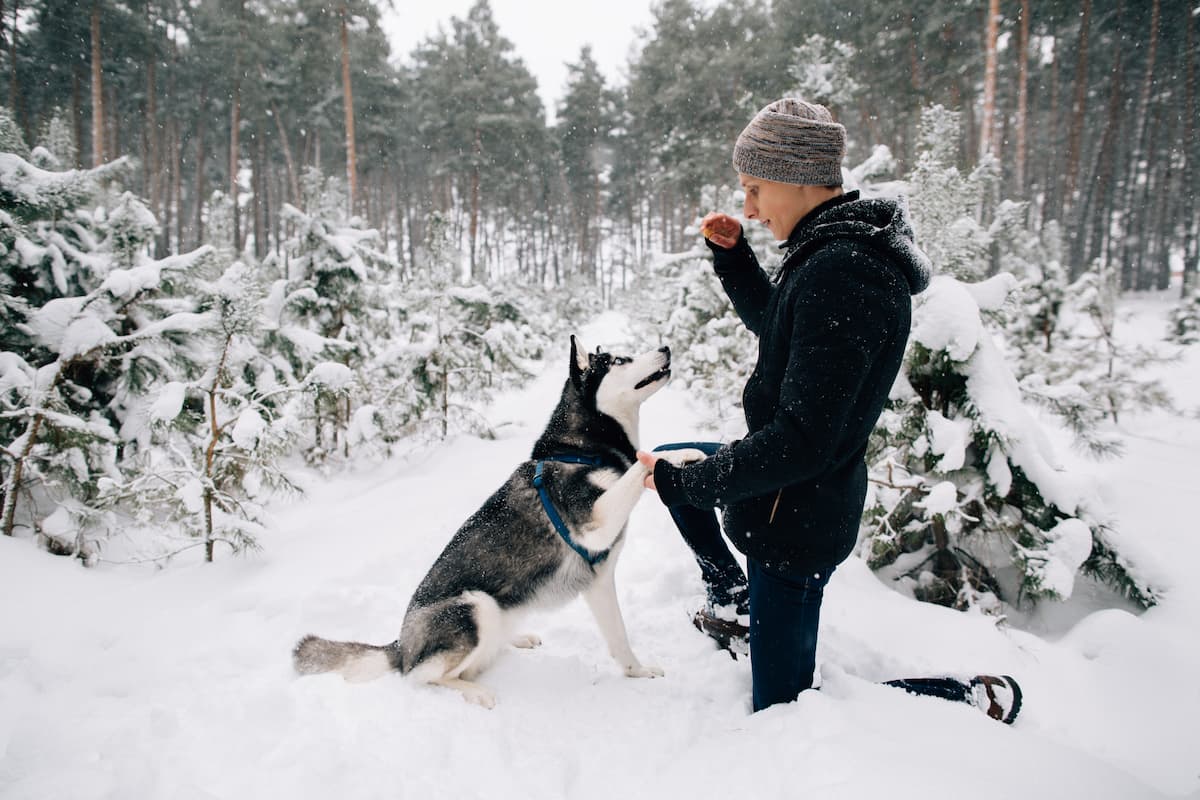 husky treinando na neve