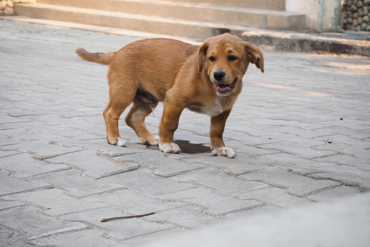 ifecção urinária em cachorro