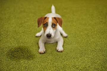 jack russel fazendo xixi no tapete