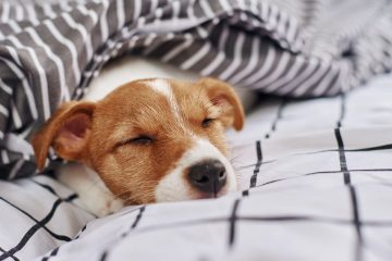 jack russell terrier dormindo na cama