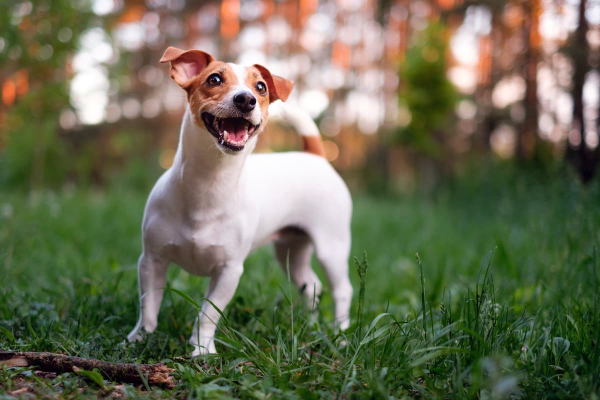 jack russell terrier na grama