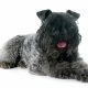 kerry blue terrier deitado