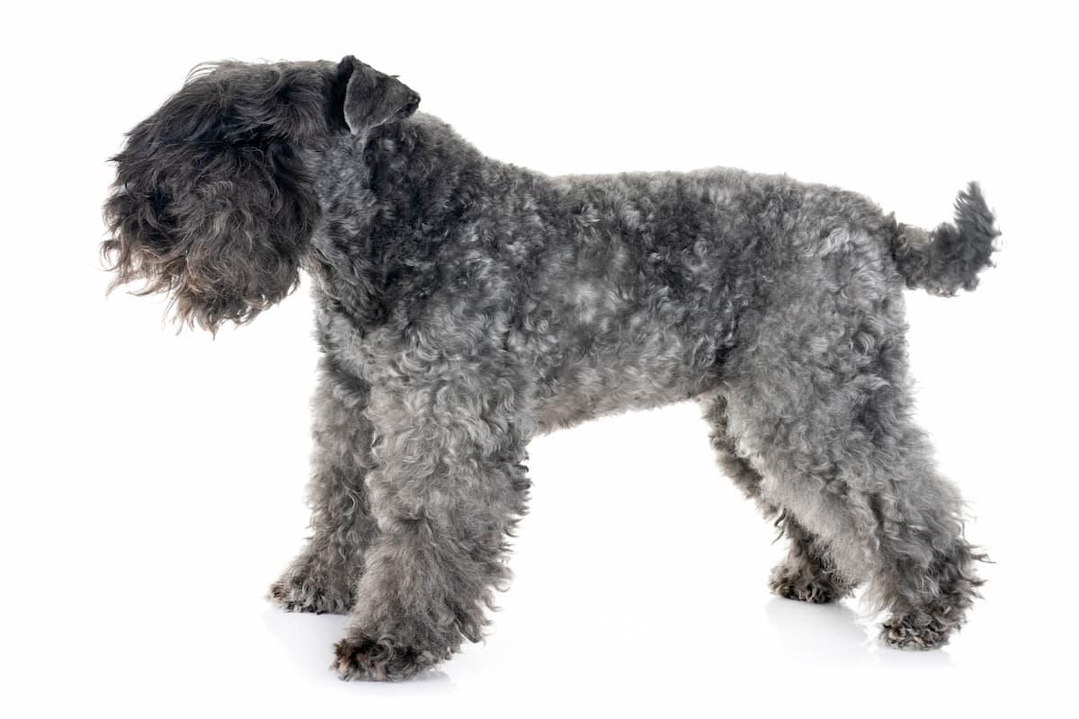 kerry-blue-terrier de lado