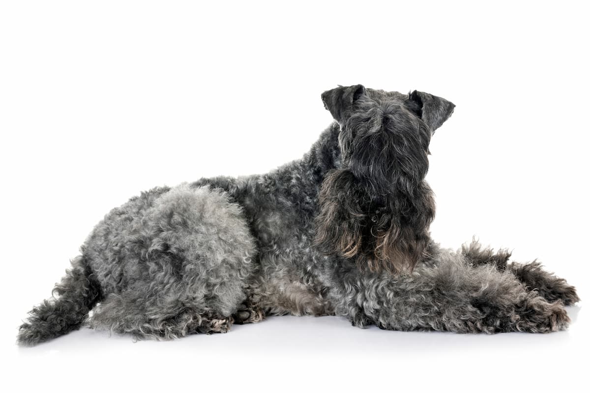 kerry blue terrier estudio