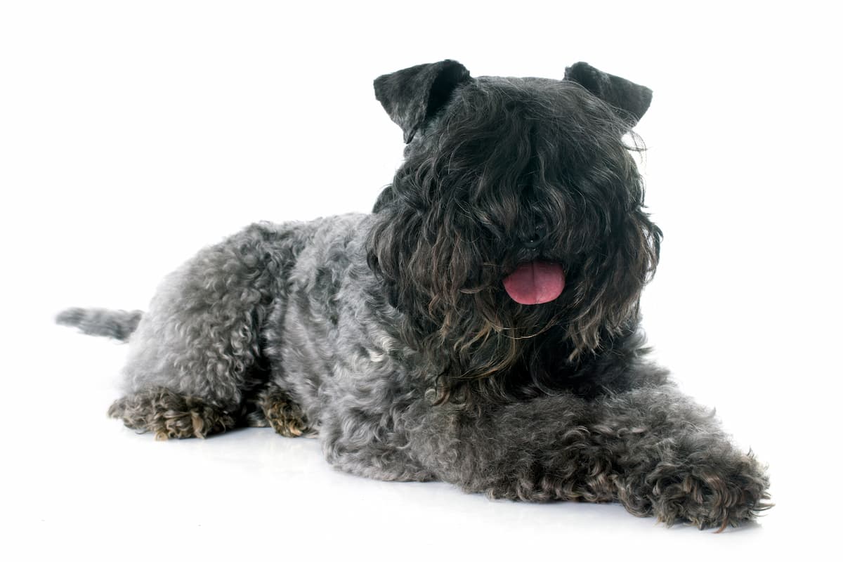 kerry blue terrier deitado